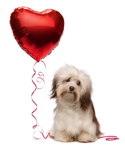 Cute photo of Hospitality Hound